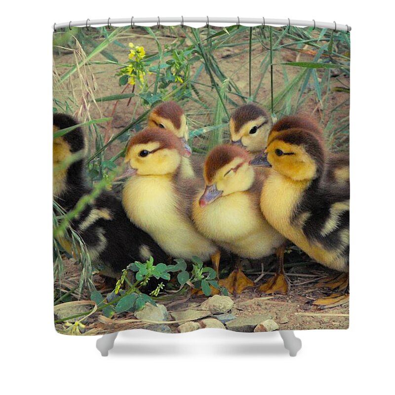 Nature Shower Curtain featuring the photograph Ducklings by Kae Cheatham