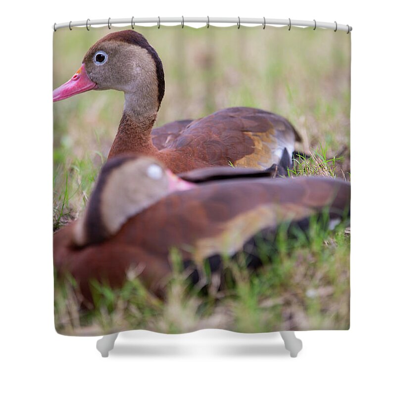 Ducks Shower Curtain featuring the photograph Black-bellied Whistling Ducks by Allan Morrison