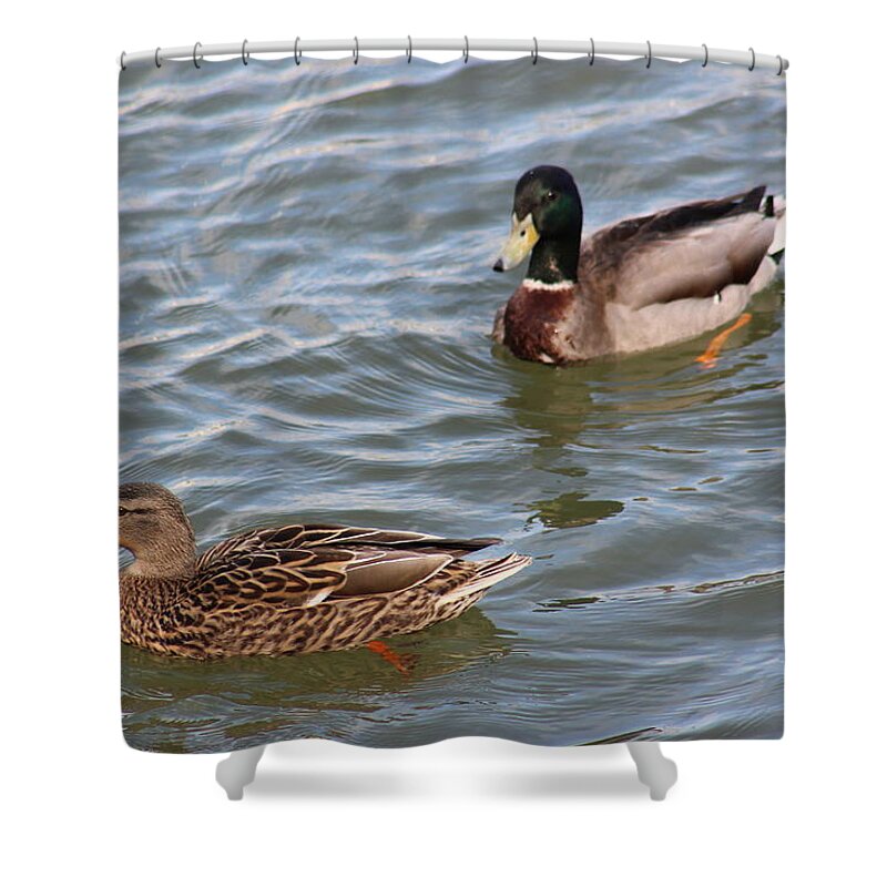 Wildlife River Duck Ducks Animal Waterfront Summer Oldtown Virginia Usa Bird Us America U.s.a States Black White Beige Green Water  Shower Curtain featuring the digital art Ducks by the River by Jeanette Rode Dybdahl
