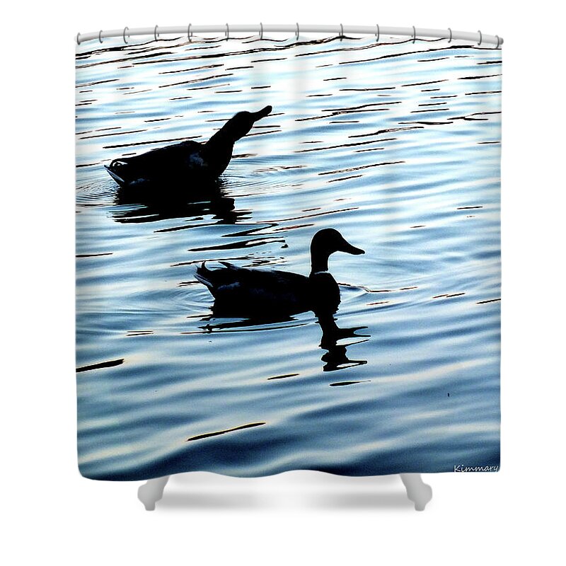 Duck Shower Curtain featuring the photograph Ducks in the Evening by Kimmary MacLean