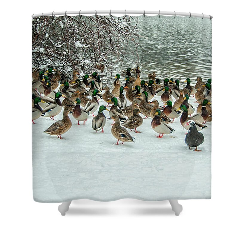 Ducks Shower Curtain featuring the photograph Ducks Pond In Winter by Cathy Kovarik