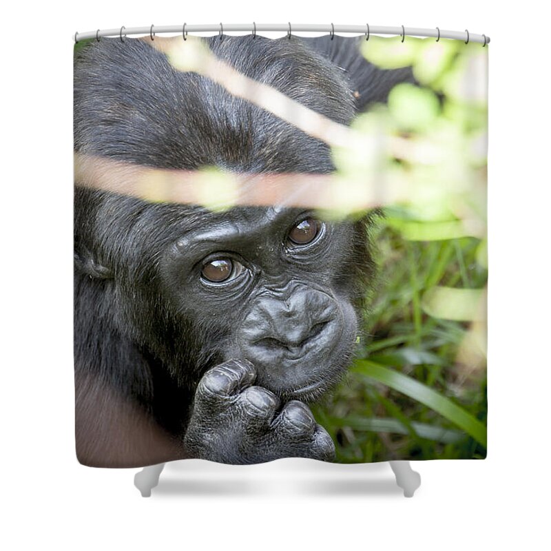 Gorilla Shower Curtain featuring the photograph Duni by Santi Carral