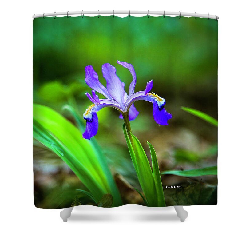 Iris Shower Curtain featuring the photograph Dwarf Crested Iris by Dale R Carlson