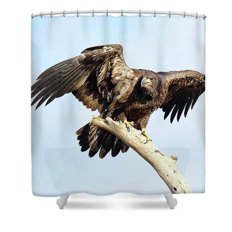 Bald Eagle Shower Curtain featuring the photograph E9 fierce look by Liz Grindstaff