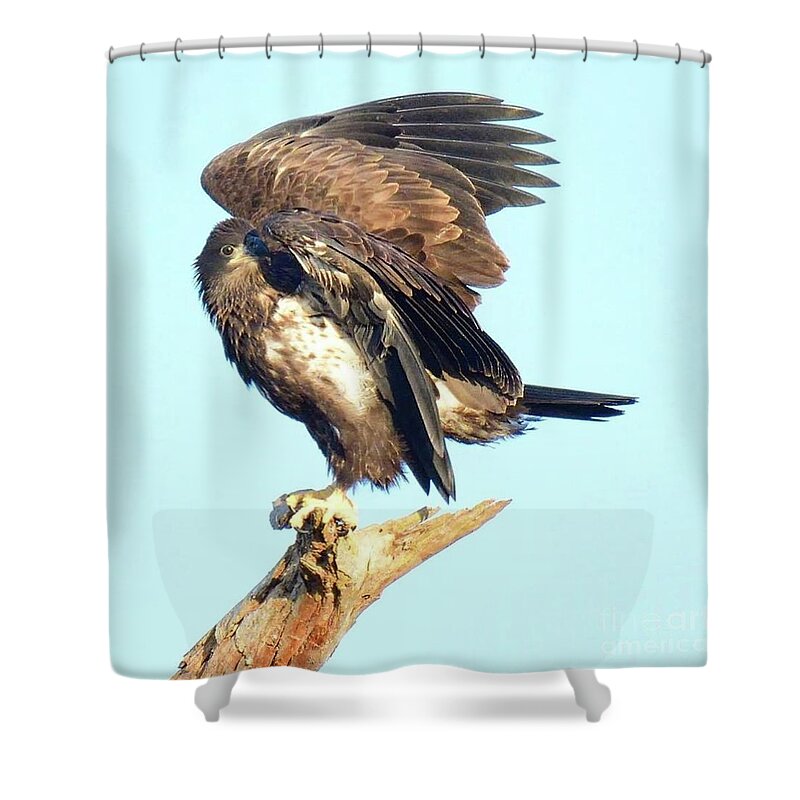 Bald Eagle Shower Curtain featuring the photograph E9 Gentle pose by Liz Grindstaff