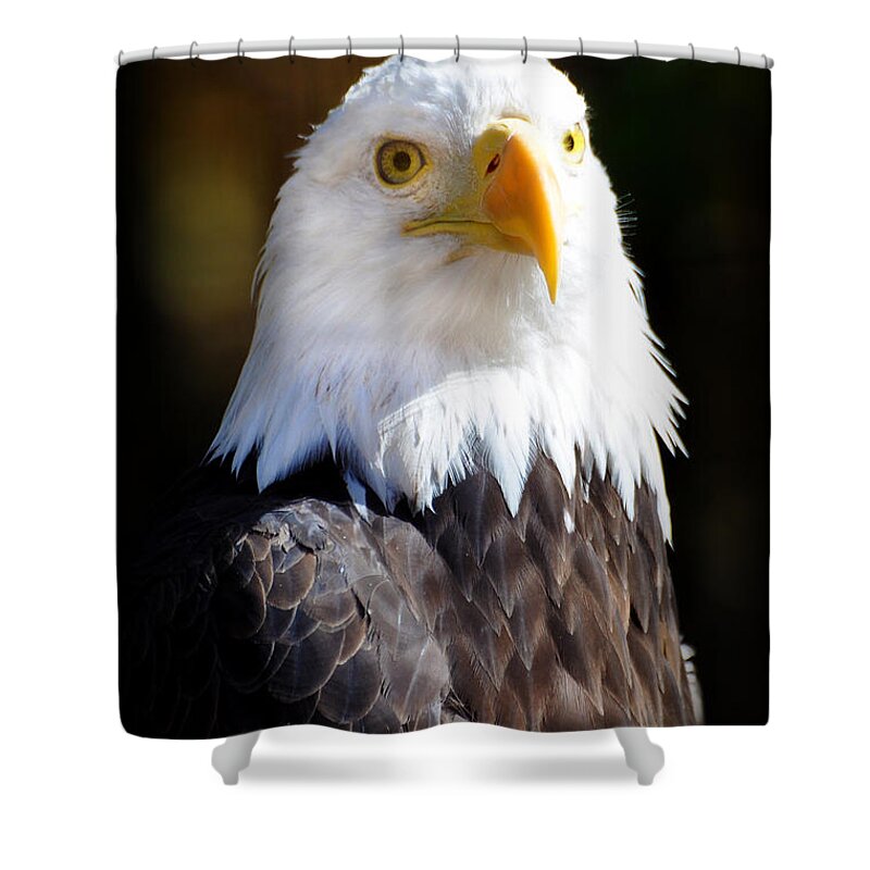Eagle Shower Curtain featuring the photograph Eagle 14 by Marty Koch