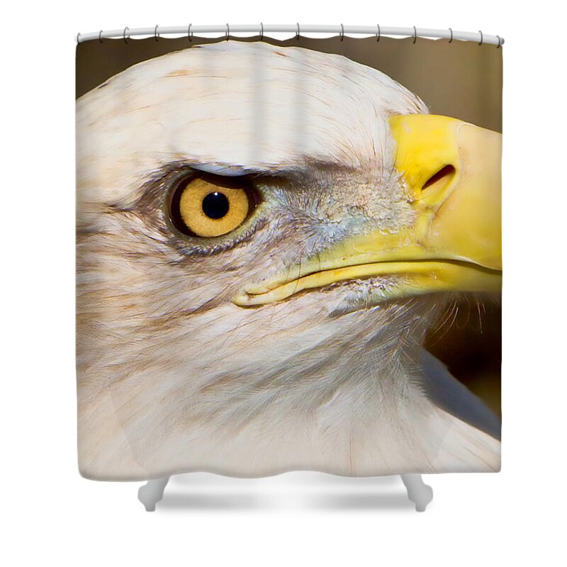 American Eagle Shower Curtain featuring the photograph Eagle Eye by William Jobes