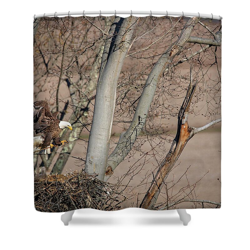 Eagles Shower Curtain featuring the photograph Eagle Family 2 by Deborah Penland