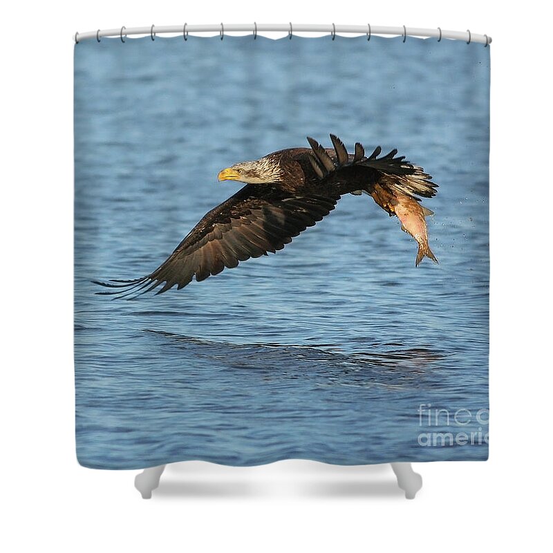 Eagle Shower Curtain featuring the photograph Eagle Fishing by Art Cole
