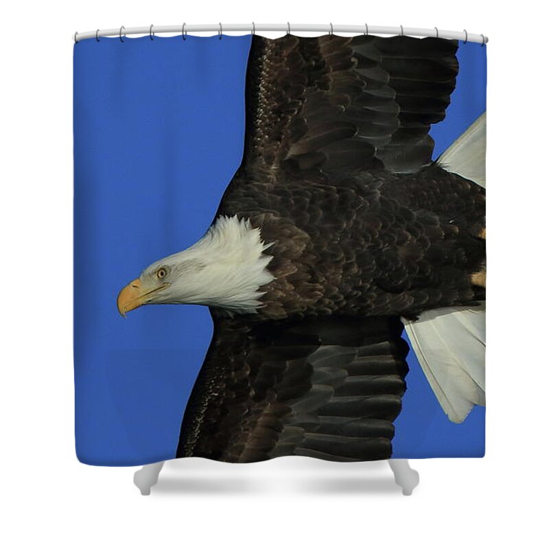 Eagle Shower Curtain featuring the photograph Eagle Flying Closeup by Coby Cooper