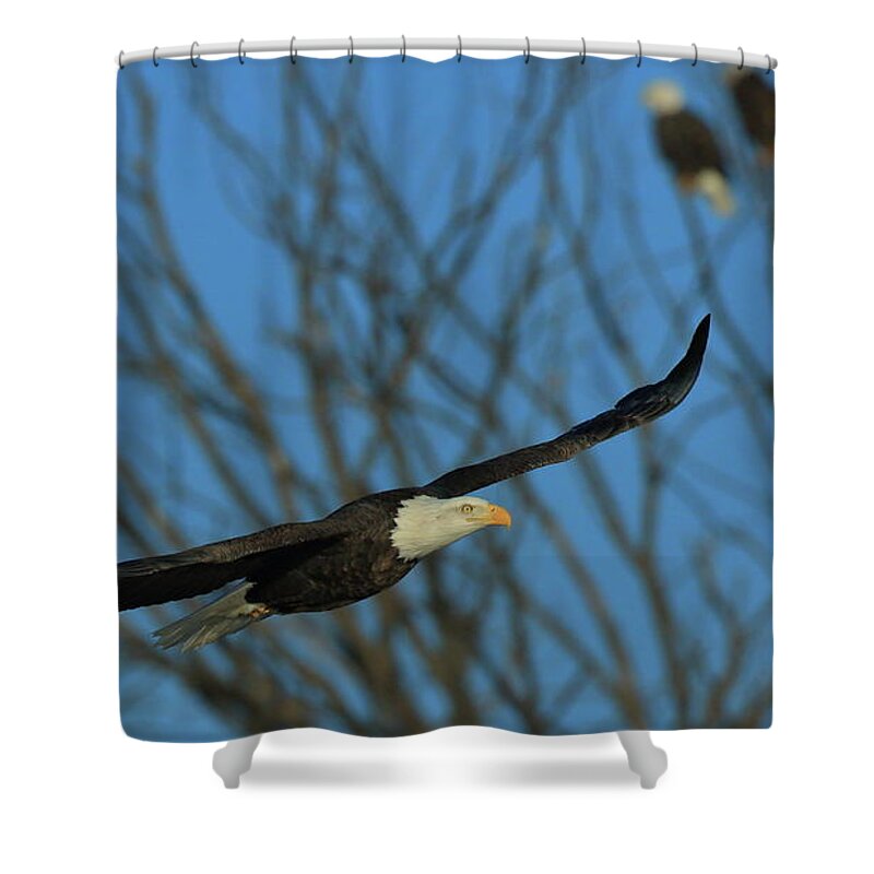 Eagle Shower Curtain featuring the photograph Eagle Gang by Coby Cooper