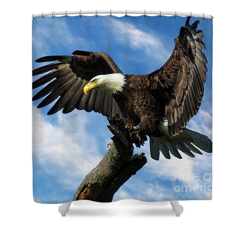 Bald Eagle Shower Curtain featuring the photograph Eagle Landing on a Branch by Eleanor Abramson