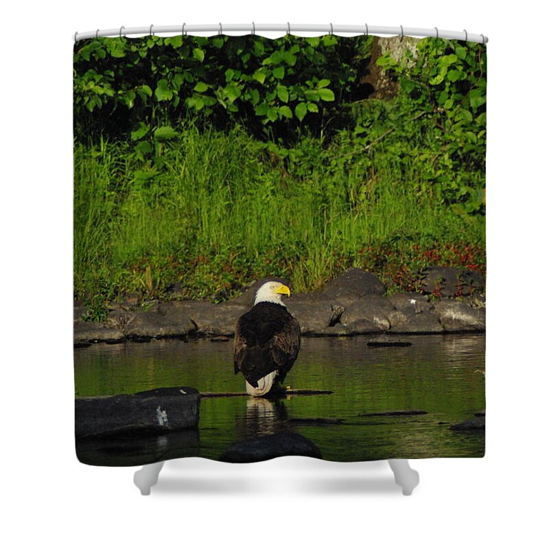 Eagle Shower Curtain featuring the photograph Eagle on river rock II by Alice Markham