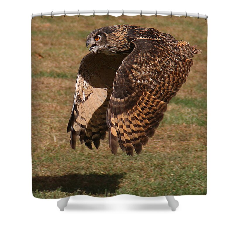 Wildlife Shower Curtain featuring the photograph Eagle Owl On the Hunt 2 by William Selander