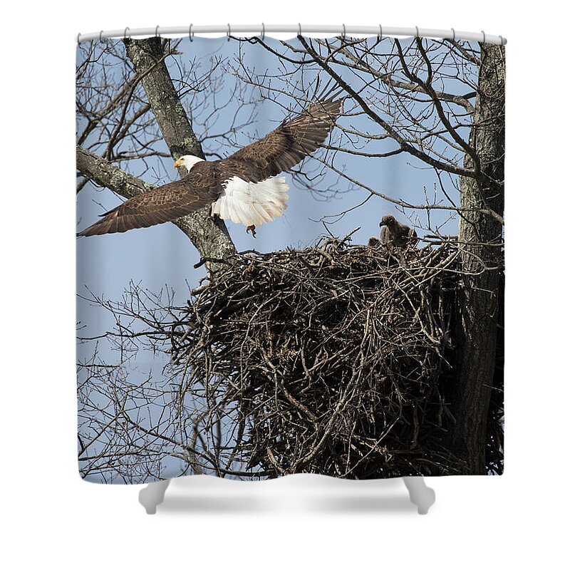 Bald Eagle. Eagle Shower Curtain featuring the photograph Eagle Peeps by Art Cole