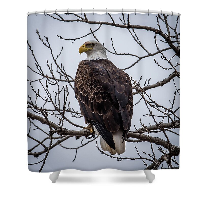 Bald Eagle Shower Curtain featuring the photograph Eagle Perched by Paul Freidlund