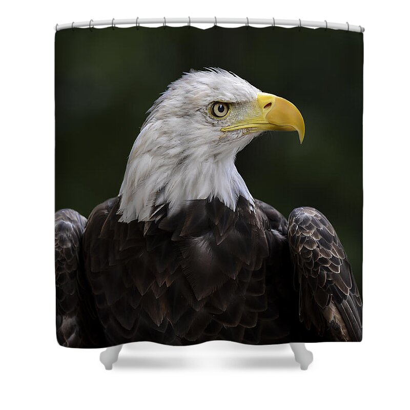 Eagle Shower Curtain featuring the photograph Eagle Profile 2 by Andrea Silies