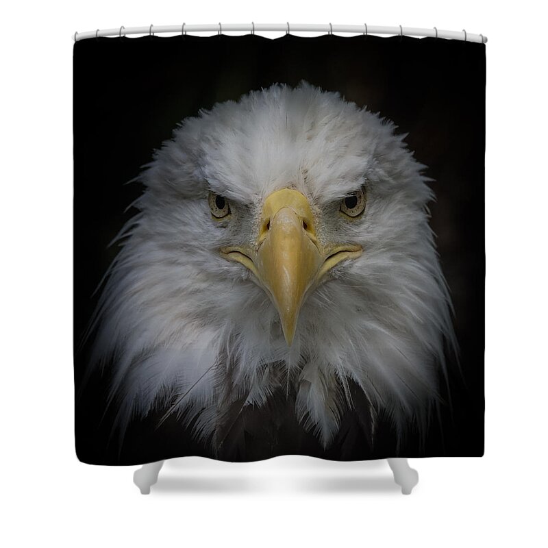 Bald Eagle Shower Curtain featuring the photograph Eagle Stare by Ernest Echols