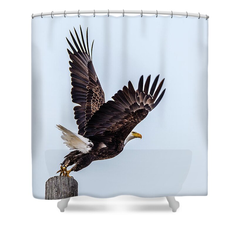 Bald Eagle Shower Curtain featuring the photograph Eagle Taking Flight by Yeates Photography