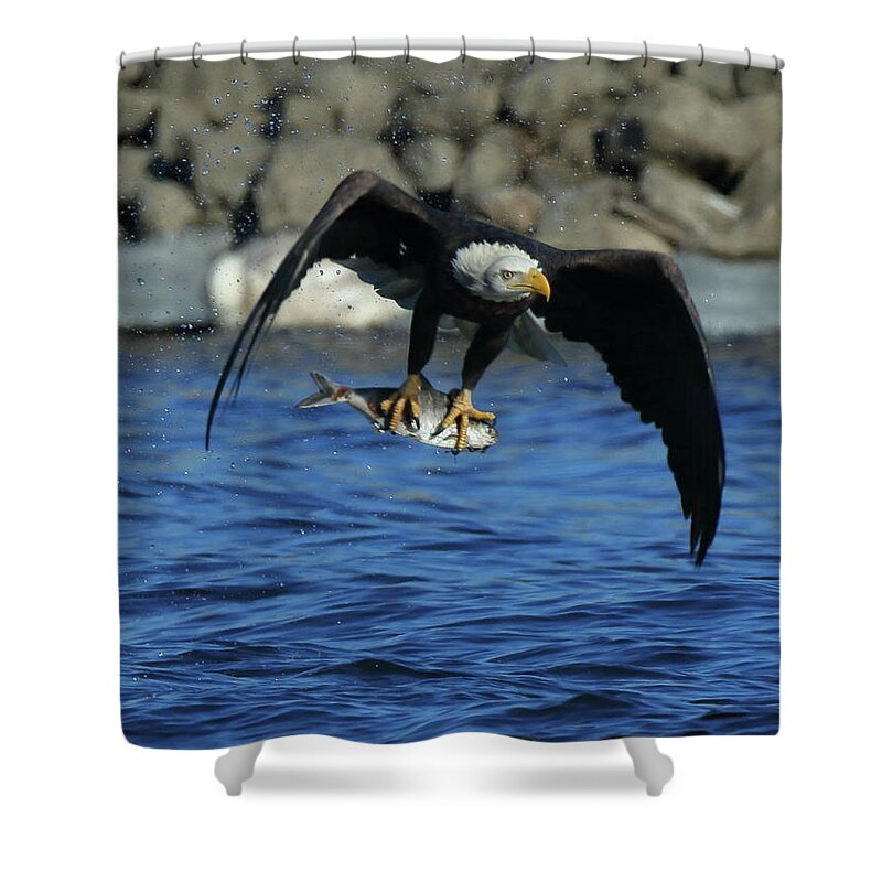 Eagle Shower Curtain featuring the photograph Eagle with Fish Flying by Coby Cooper