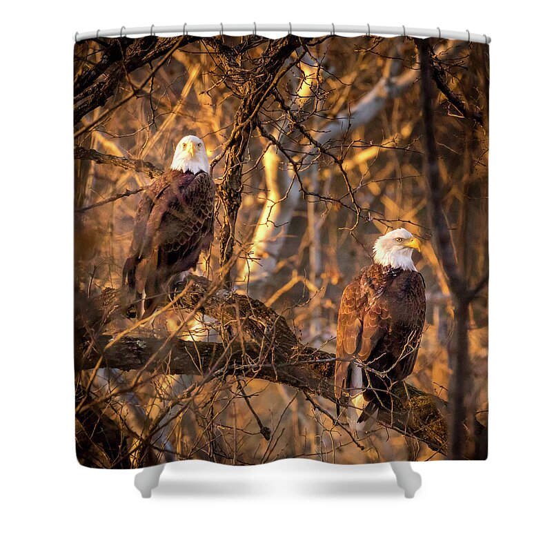 Eagle Shower Curtain featuring the photograph Eagles by Allin Sorenson