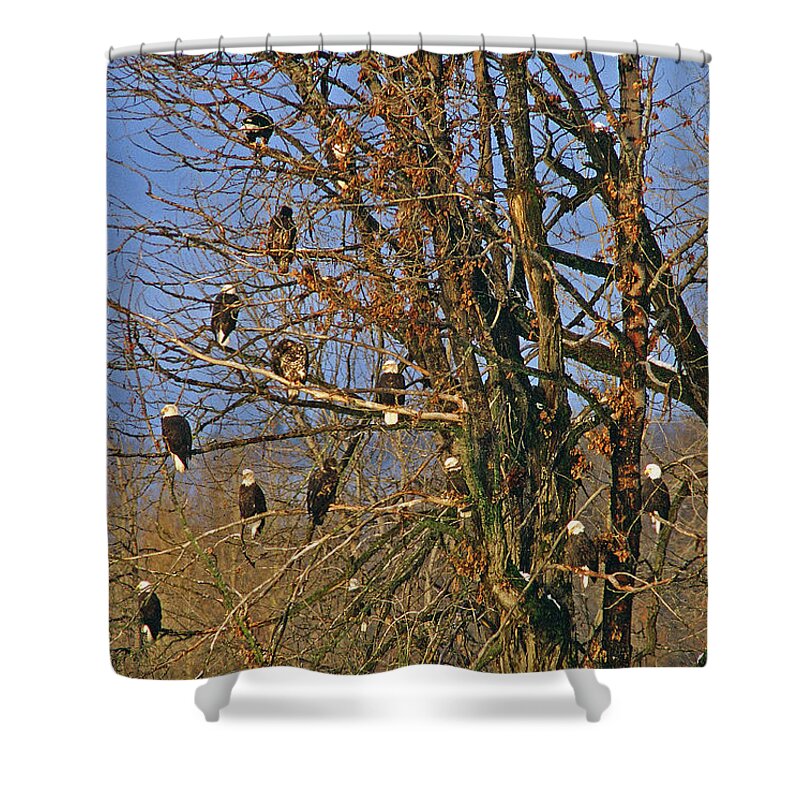 Eagle Shower Curtain featuring the photograph Eagles Eagles Eagles by Ted Keller