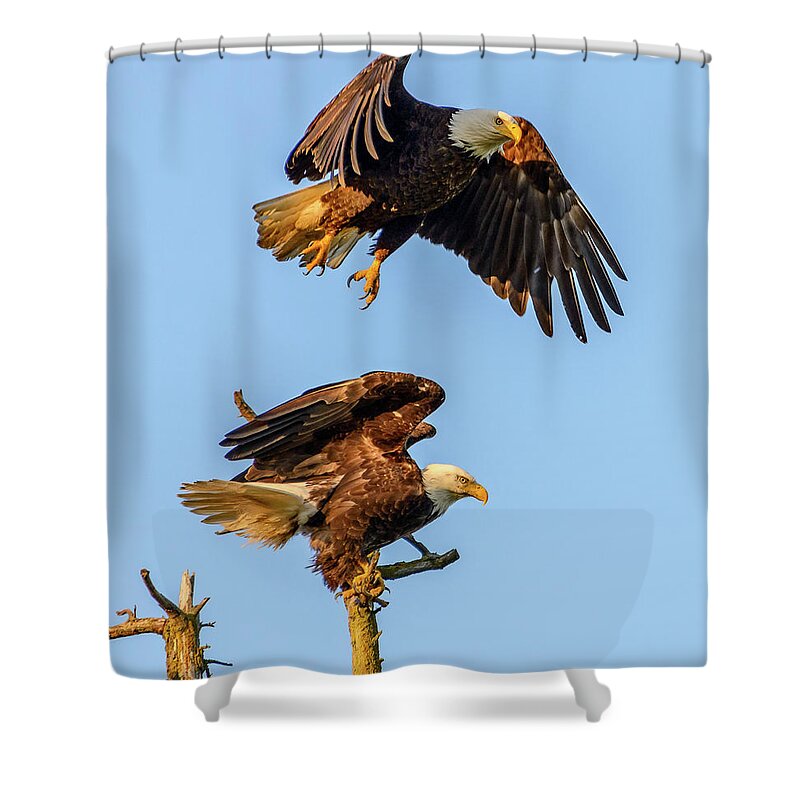 Eagle Shower Curtain featuring the photograph Eagles by Jerry Cahill
