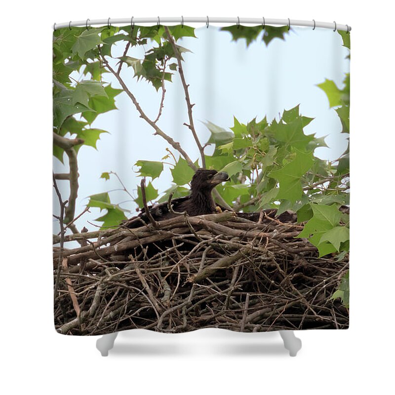 Bald Eagle Shower Curtain featuring the photograph Eaglet Pin Down 3 by Susan Rissi Tregoning