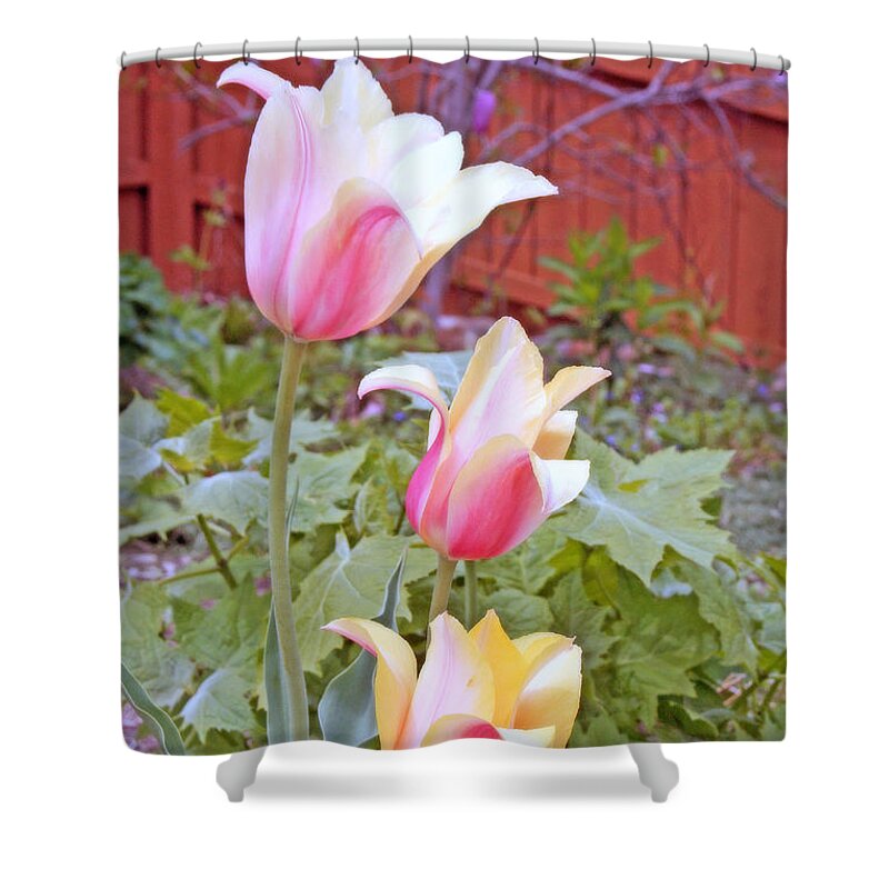 Tulips Shower Curtain featuring the digital art Early Blooming Tulips by Kay Novy