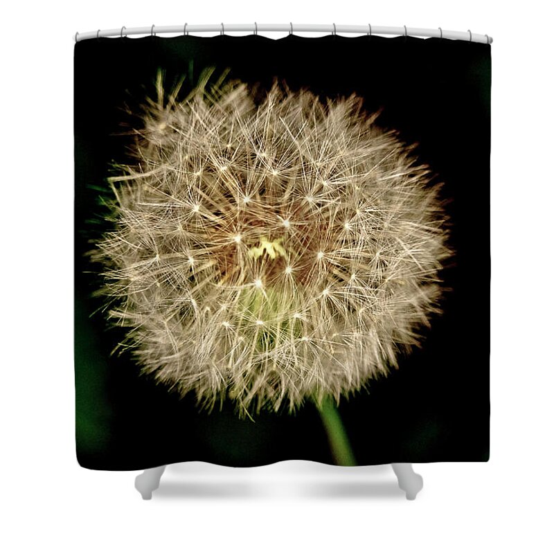 Dandelion Shower Curtain featuring the photograph Early in the morning. by Elena Perelman