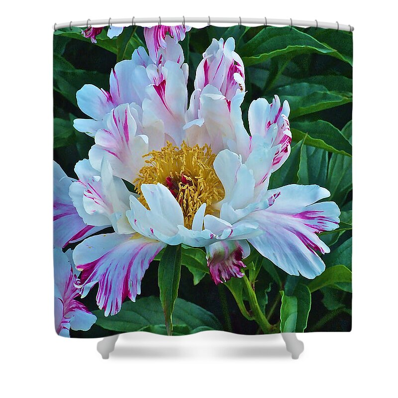 Peonies Shower Curtain featuring the photograph Early June Peonies by Janis Senungetuk