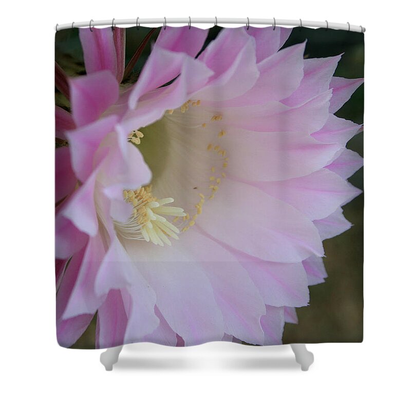 Cactus Shower Curtain featuring the photograph Easter Lily Cactus East by Marna Edwards Flavell