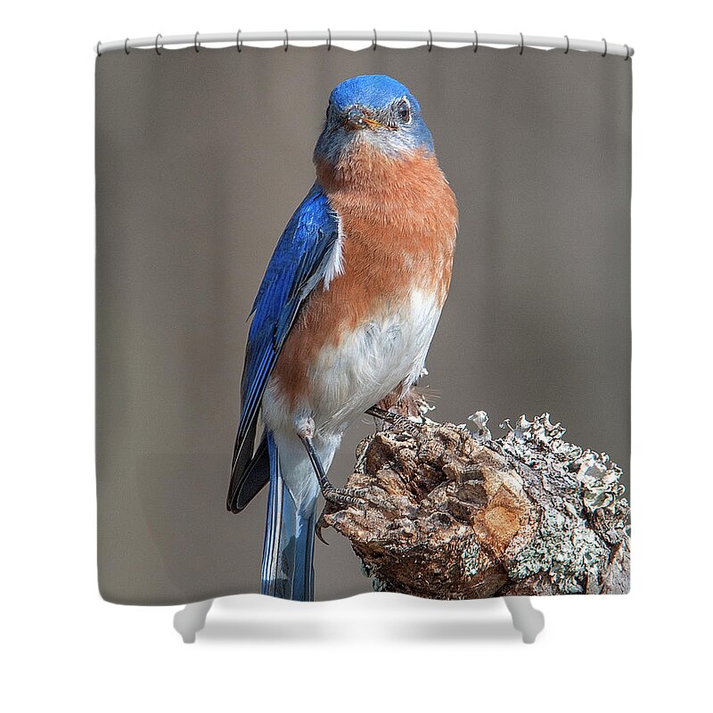 Nature Shower Curtain featuring the photograph Eastern Bluebird DSB0300 by Gerry Gantt
