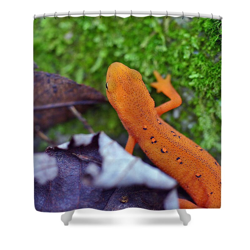Eastern Newt Shower Curtain featuring the photograph Eastern Newt by David Rucker
