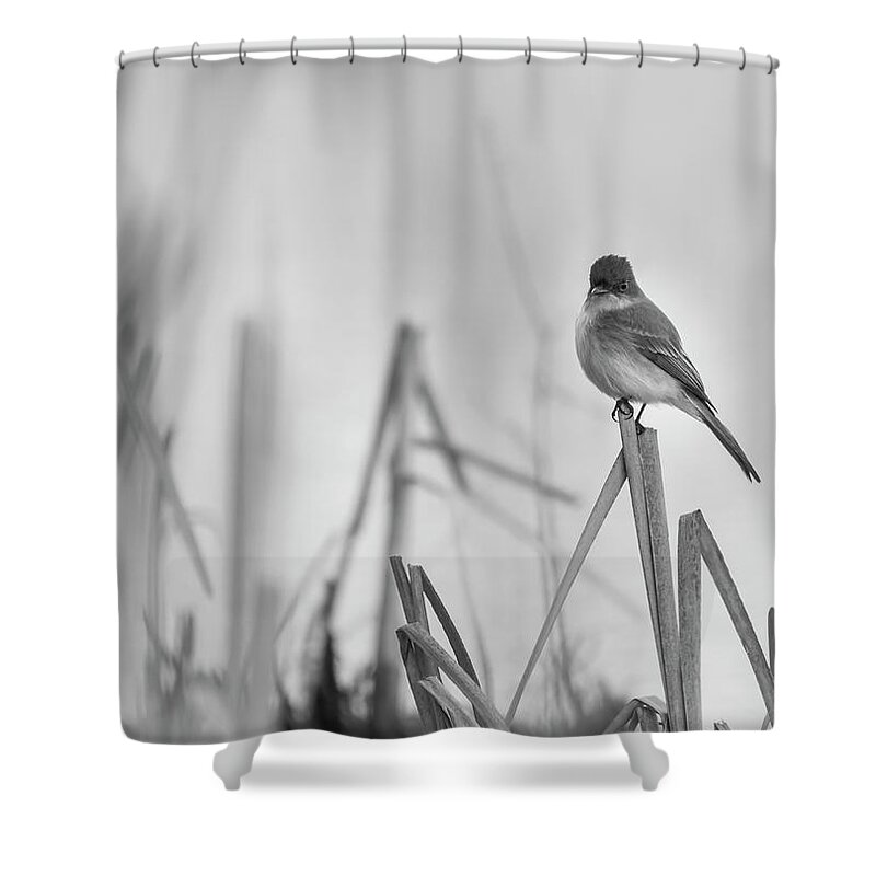 Eastern Phoebe (sayornis Phoebe) Shower Curtain featuring the photograph Eastern phoebe 2017 by Thomas Young