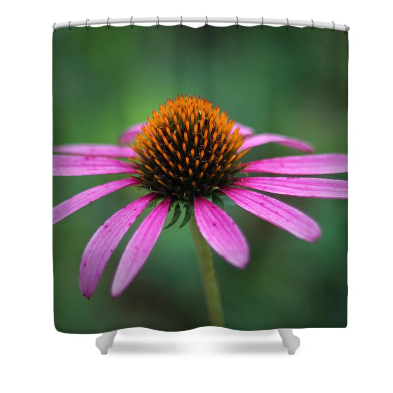 Canon T3i Shower Curtain featuring the photograph Eastern Purple Coneflower by Ben Shields