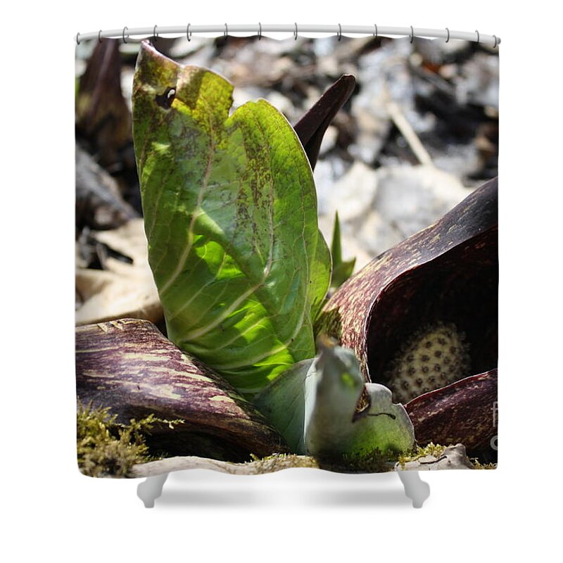Eastern Skunk Cabbage Shower Curtain featuring the photograph Eastern Skunk Cabbage by Adam Schneider