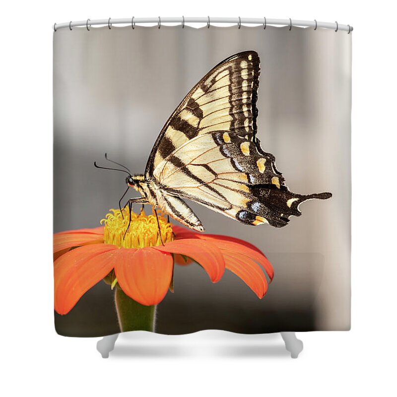 Eastern Tiger Swallowtail Shower Curtain featuring the photograph Eastern Tiger Swallowtail 2018-1 by Thomas Young
