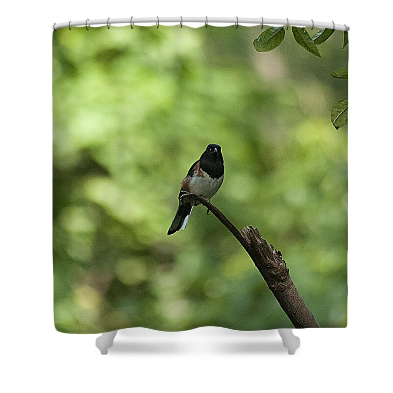 Eastern Towhee Shower Curtain featuring the photograph Eastern Towhee 20120707_52a by Tina Hopkins