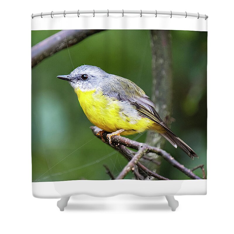 Robin Shower Curtain featuring the photograph Eastern Yellow Robin on a branch by Catherine Reading