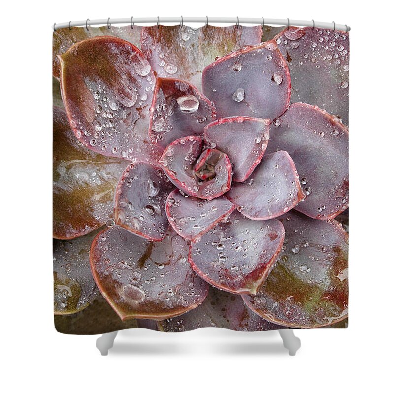 Succulents Shower Curtain featuring the photograph Echeveria by Windy Osborn
