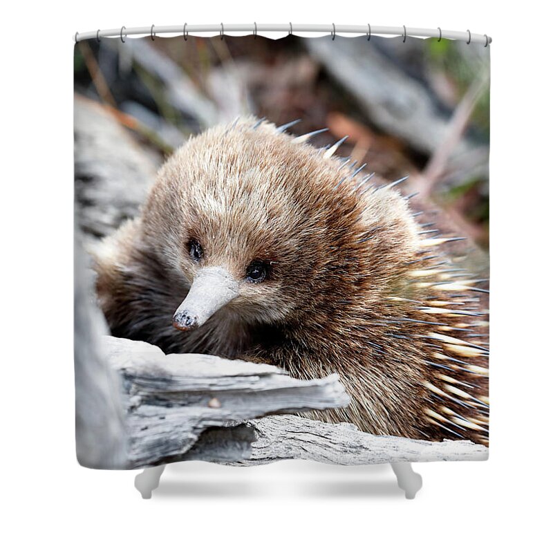 Echidna Shower Curtain featuring the photograph Echidna by Nicholas Blackwell