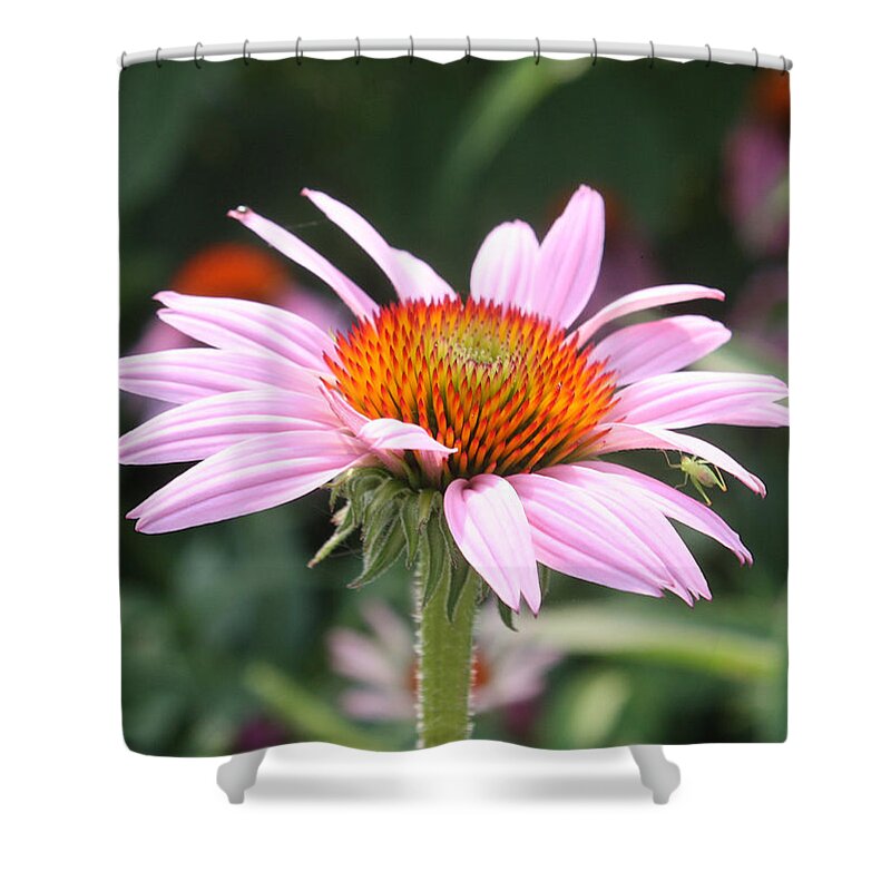 Echinacea Shower Curtain featuring the photograph Echinacea with Visitor by Ellen Tully