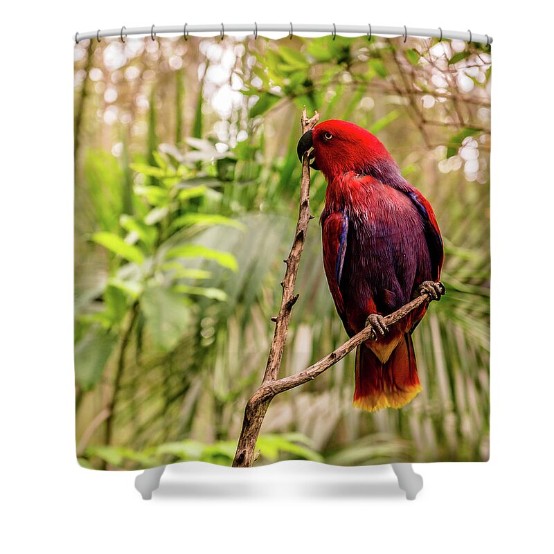 Parrot Shower Curtain featuring the photograph Eclectus At The Zoo by Cynthia Wolfe