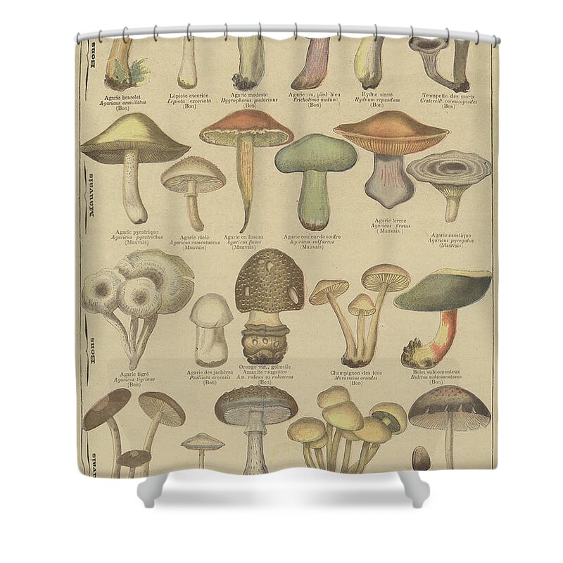 Food Shower Curtain featuring the drawing Edible and poisonous mushrooms by French School