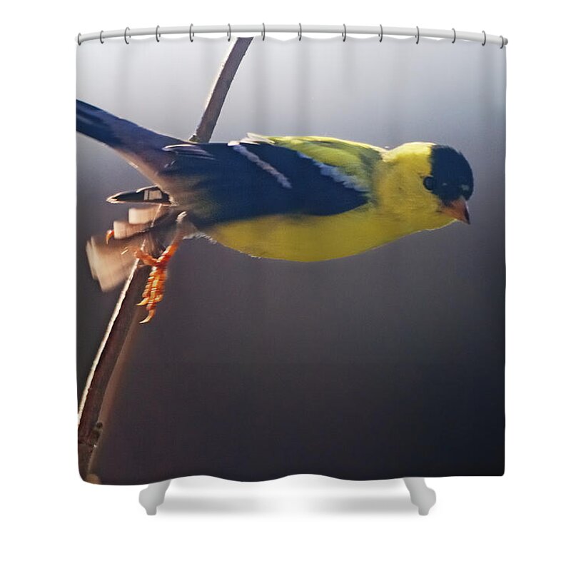 Goldfinch In Flight Shower Curtains
