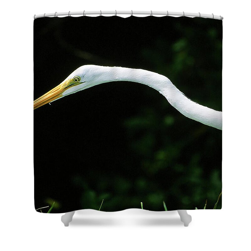 Egret Shower Curtain featuring the photograph Egret 1 by Ted Keller