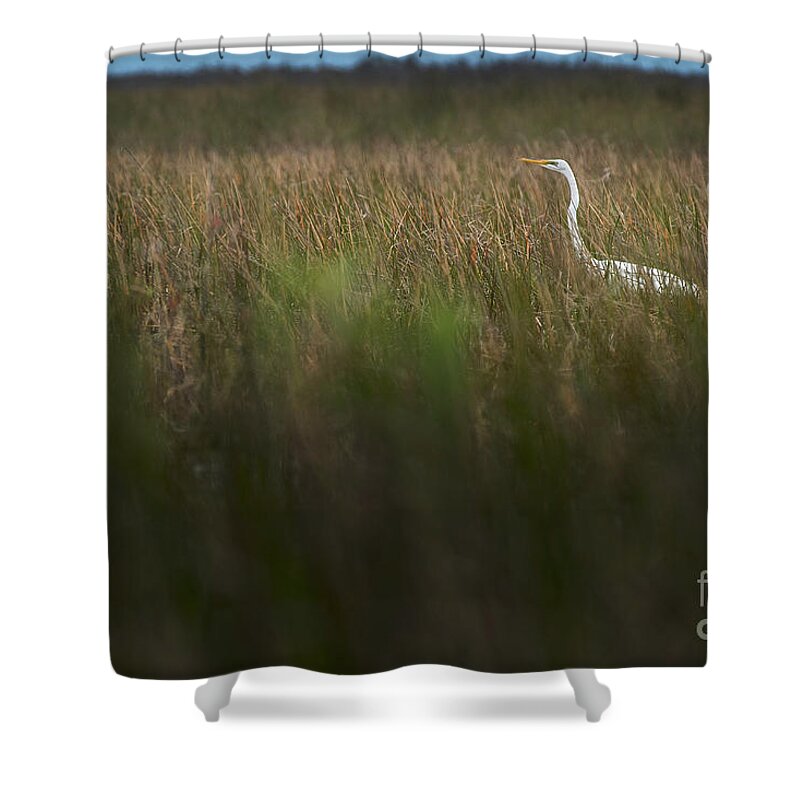 Loxahatchee Shower Curtain featuring the photograph Egret in Swamp-1-0711 by Steve Somerville