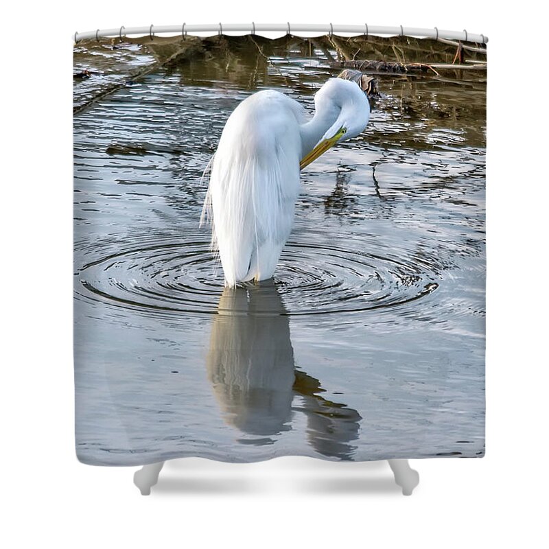 Egret Shower Curtain featuring the photograph Egret Standing in a Stream Preening by Anthony Murphy