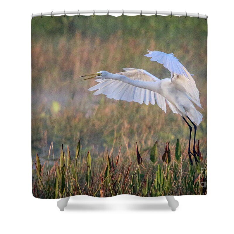 Egret Shower Curtain featuring the photograph Egret with Spread Wings by Tom Claud